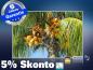 Preview: infrarot Bildheizung 500 Watt 90x60 M10-SL Palmenfrüchte