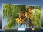 Preview: Infrarot Bildheizung 700 Watt 120x60 M10-SL Palmenfrüchte