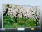 Preview: Infrarot Bildheizung Kunst 700 Watt 120x60 M10-SL Apfelblüte