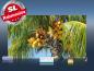 Preview: Infrarot Bildheizung 600 Watt 110x60 M10-SL Palmenfrüchte