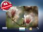 Preview: infrarot Bildheizung 500 Watt 90x60 M10-SL Magnolienblüten