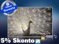 Preview: infrarot Bildheizung 500 Watt 90x60 M10-SL Pfau II