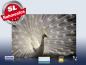 Preview: infrarot Bildheizung 500 Watt 90x60 M10-SL Pfau II