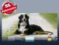 Preview: Infrarot Bildheizung 900 Watt 140x60 M10-SL Berner Sennhund