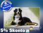 Preview: Infrarot Bildheizung 600 Watt 110x60 M10-SL Berner Sennhund