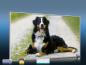 Preview: Infrarot Bildheizung 600 Watt 110x60 M10-SL Berner Sennhund
