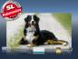 Preview: Infrarot Bildheizung 600 Watt 110x60 M10-SL Berner Sennhund
