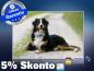 Preview: infrarot Bildheizung 500 Watt 90x60 M10-SL Berner Sennhund