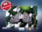 Preview: infrarot Bildheizung 500 Watt 90x60 M10-SL Schmetterlinge