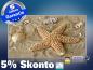 Preview: Infrarot Bildheizung 600 Watt 110x60 M10-SL Seestern