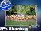 Preview: infrarotheizung mit Bild Bildheizung 500 Watt 90x60 M10-SL Flamingos