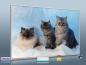 Preview: infrarotheizung mit Bild Bildheizung 500 Watt 90x60 M10-SL Katzen