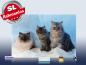 Preview: infrarotheizung mit Bild Bildheizung 500 Watt 90x60 M10-SL Katzen