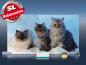 Preview: Infrarot Bildheizung 600 Watt 110x60 M10-SL Katzen