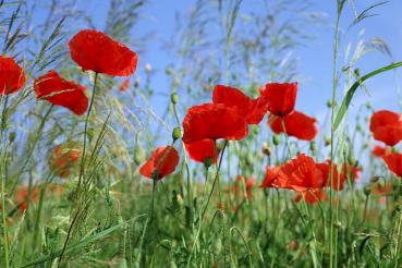 Bildheizung-Motiv Roter Mohn für Standard Infrarotheizungen