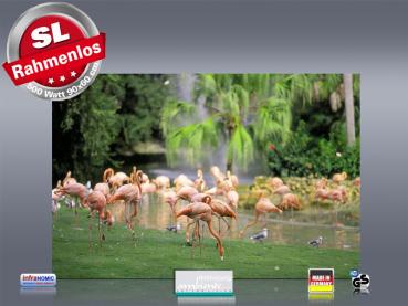 Preview: infrarotheizung mit Bild Bildheizung 500 Watt 90x60 M10-SL Flamingos