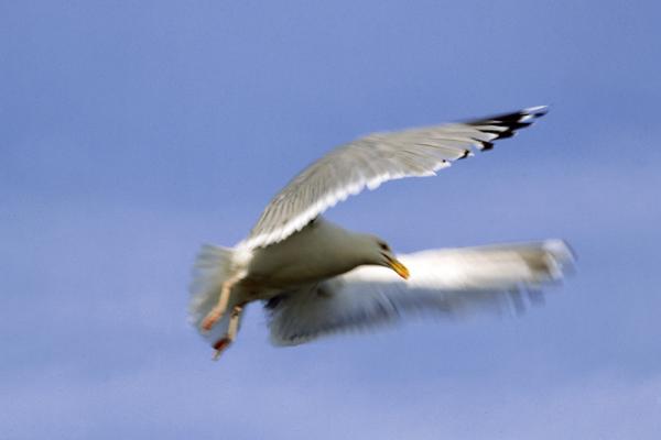 Bildheizung-Motiv Möwe im Flug für Standard Infrarotheizung